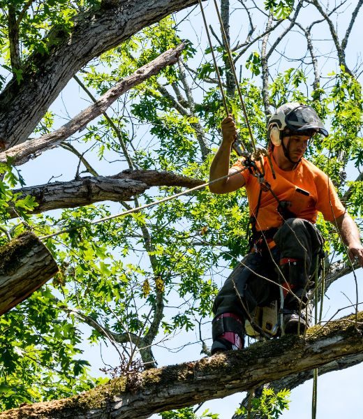 3 Ways Dead Branch Removal Helps Your Trees