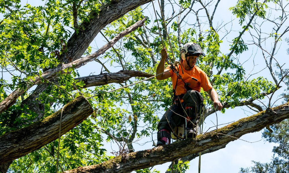 3 Ways Dead Branch Removal Helps Your Trees