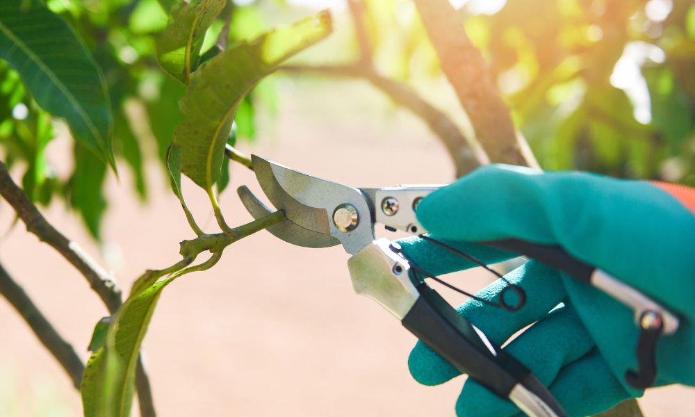 How Often Should You Have Your Trees Pruned