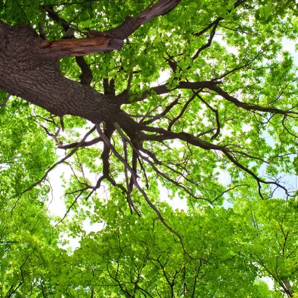 Looking up at a tall tree